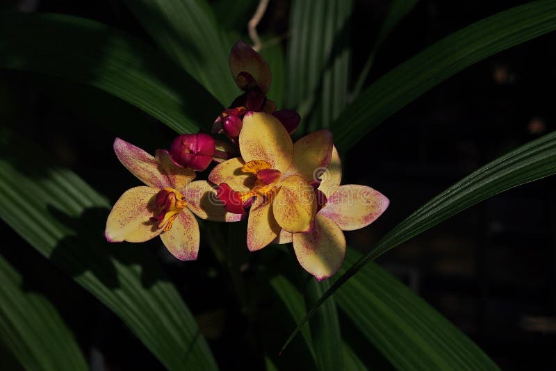 Orquídea o orquídea morada foto de archivo. Imagen de floral - 164608034