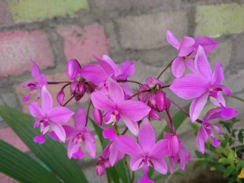 Orquídea Ou Nome Botânico Em Terra Roxa é Spathoglottis Plicata Ou Orquídea  Moída Das Filipinas Foto de Stock - Imagem de macro, flores: 158203388