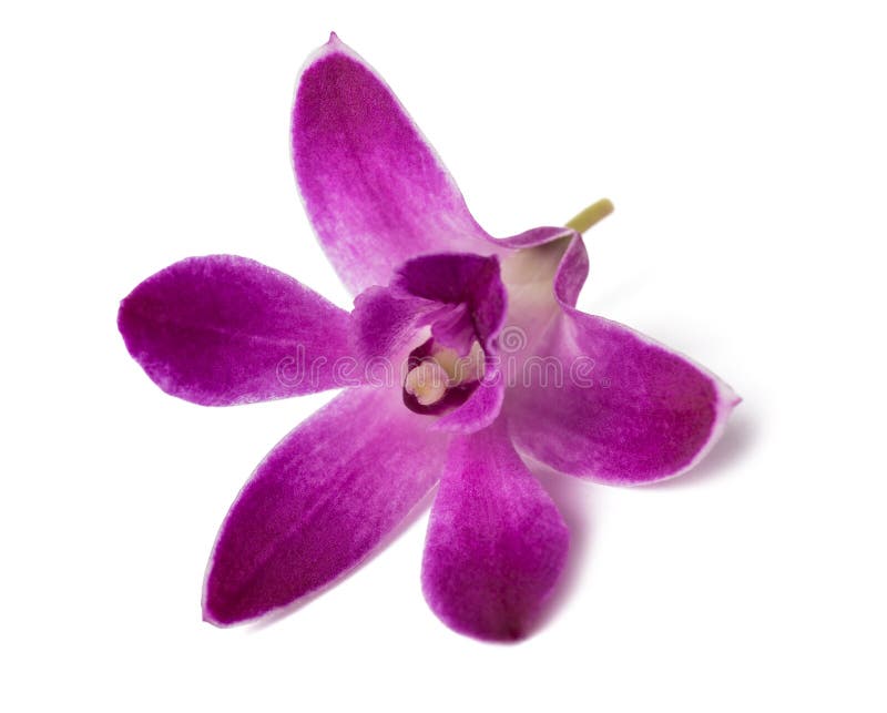Orquídea da rocha imagem de stock. Imagem de rocha, bonito - 139251987
