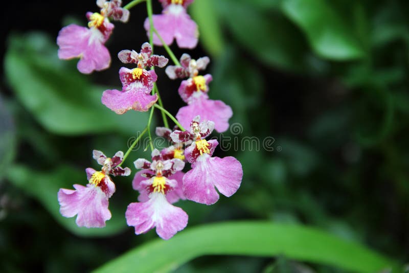 Orquídea Rosada (híbrido De Oncidium) Foto de archivo - Imagen de bailando,  primer: 46839164