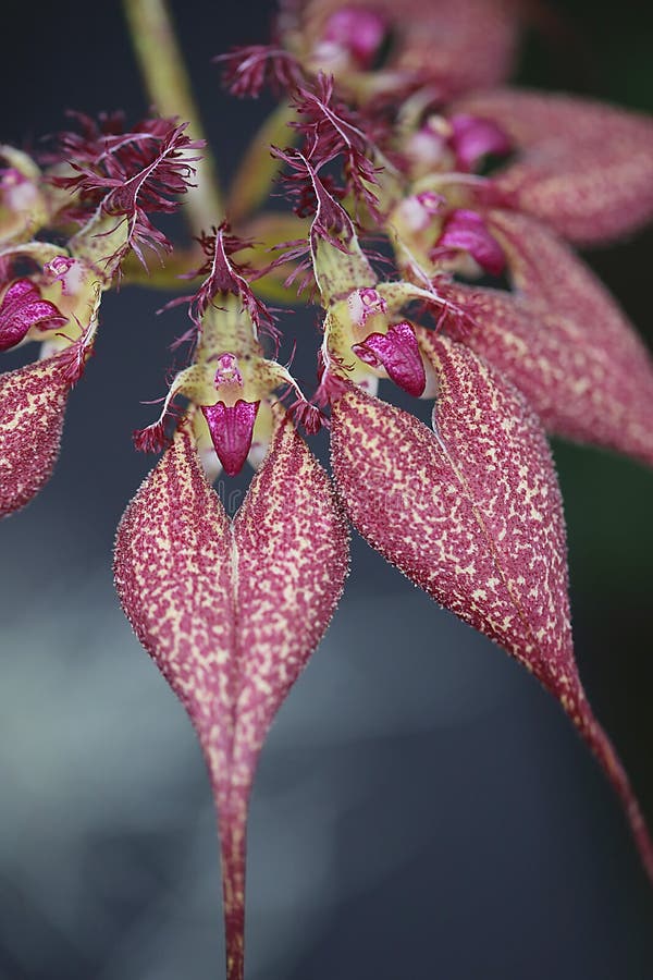 Orquídea - Rothschild imagem de stock. Imagem de jardinar - 57694445