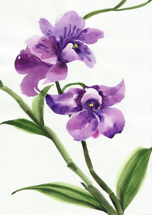 Orquídea roxa ilustração stock. Ilustração de desenho - 35207768