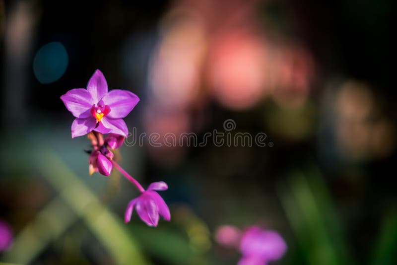 Orquídea roxa-do-mato-roxo foto de stock. Imagem de planta - 173187954