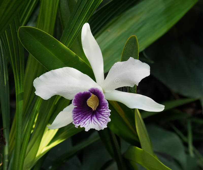 Orquídea Roxa, Verde E Marrom De Oncidium Foto de Stock - Imagem de floral,  verde: 87482282