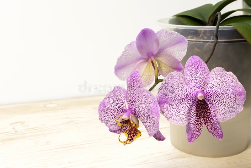 Orquídea Roxa E Rosa Florescente Chamada Manhattan. Planta Com Flor Mutante  No Armário Do Vaso Imagem de Stock - Imagem de delicado, flor: 211374781