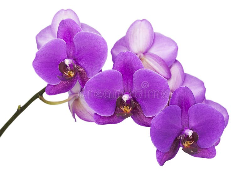 Orquídea roxa escura imagem de stock. Imagem de fundir - 37272849