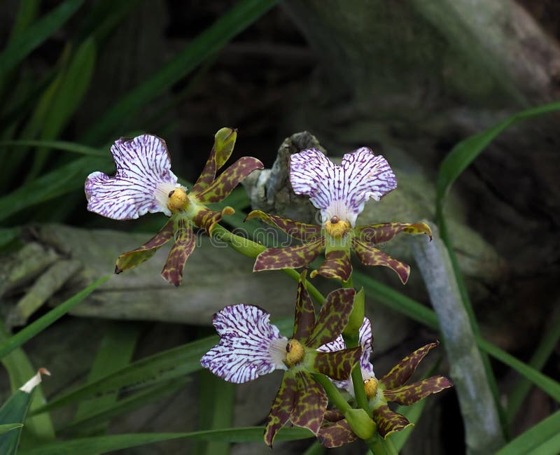 Orquídea Roxa, Verde E Marrom De Oncidium Foto de Stock - Imagem de floral,  verde: 87482282