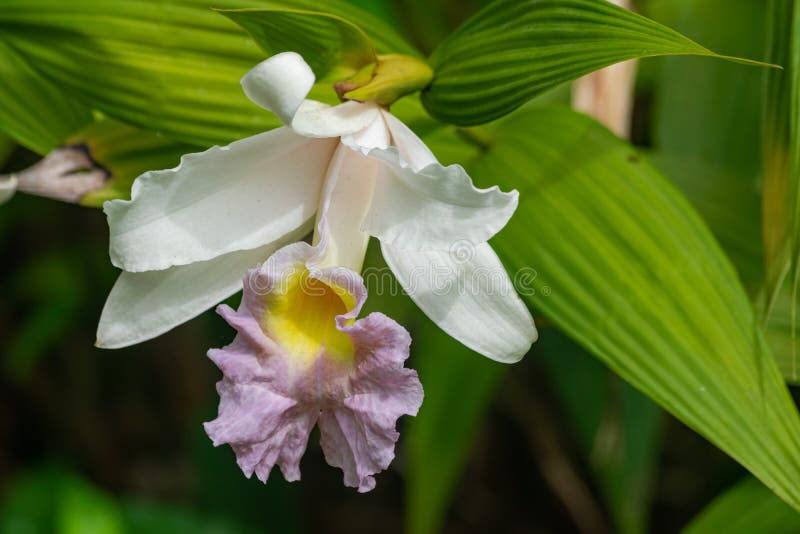 Orquídea Sobralia Mirabilis En Floración Foto de archivo - Imagen de  america, flores: 205015334