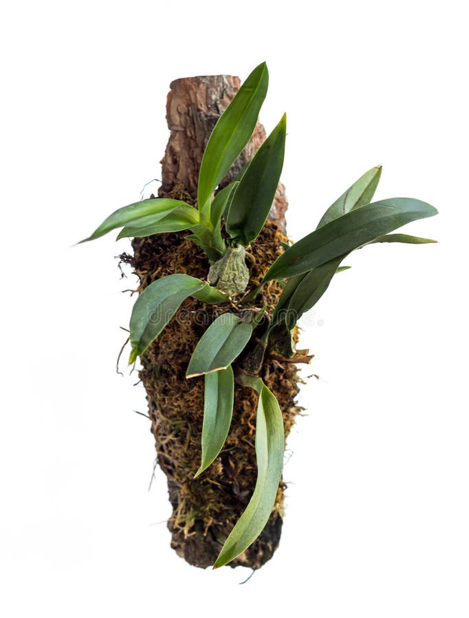 Orquídea, Una Planta De La Orquídea De La Familia, Plantada En Un Pedazo De  Madera, Aislado En El Fondo Blanco Planta Epifita En Imagen de archivo -  Imagen de objeto, miniatura: 151306609