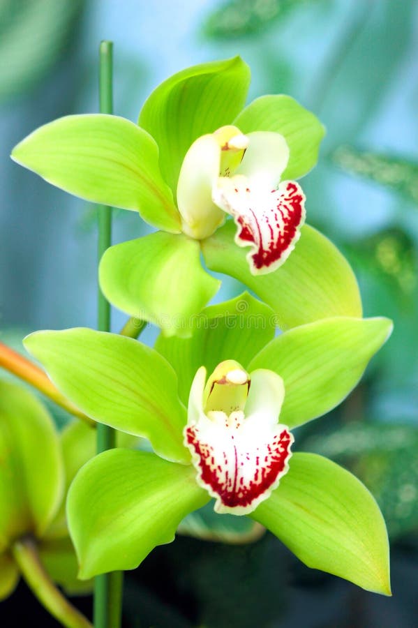 Orquídea verde foto de archivo. Imagen de hermoso, flores - 8367436