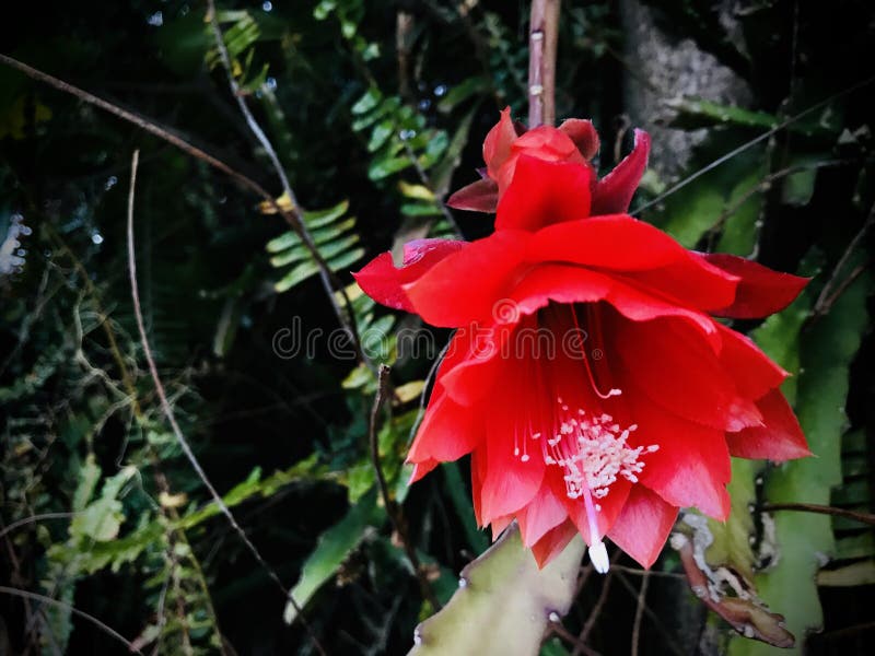 Orquídea Vermelha Cactus é Um Cacto Com Estrutura Plana Notável Pelas Suas  Flores Escarlate Foto de Stock - Imagem de agricultura, jardineiro:  200455418
