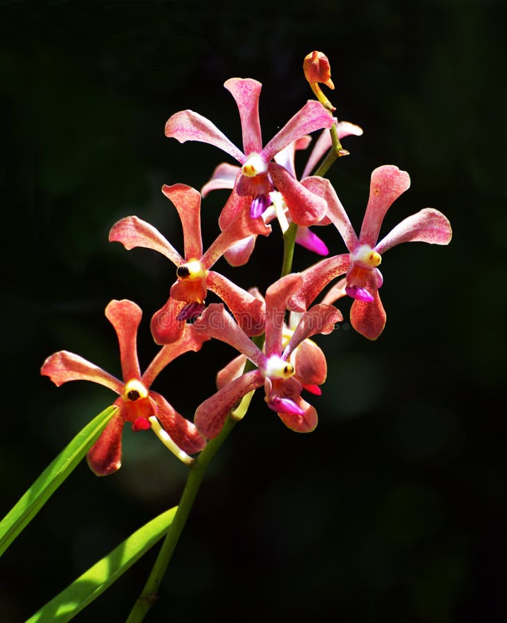 Orquídea Vermelha Com Folha Verde E Fundo Escuro Foto de Stock - Imagem de  jardim, mundo: 165697520