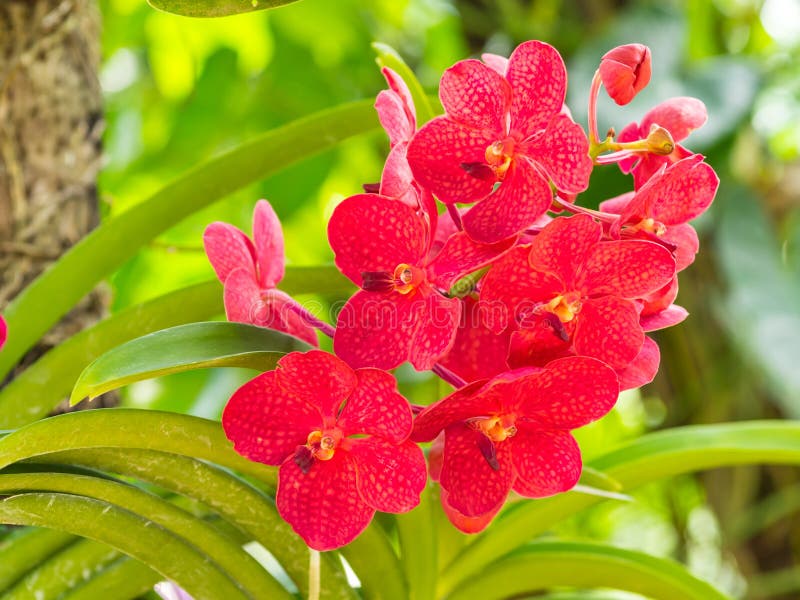 Orquídea vermelha de Vanda imagem de stock. Imagem de flora - 75059177