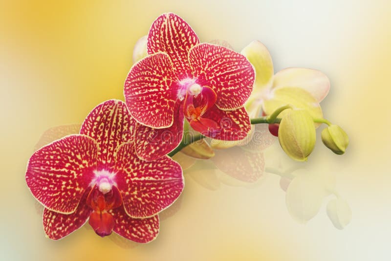 Orquídea Vermelha Do Phalaenopsis Foto de Stock - Imagem de flora, vermelho:  31617954