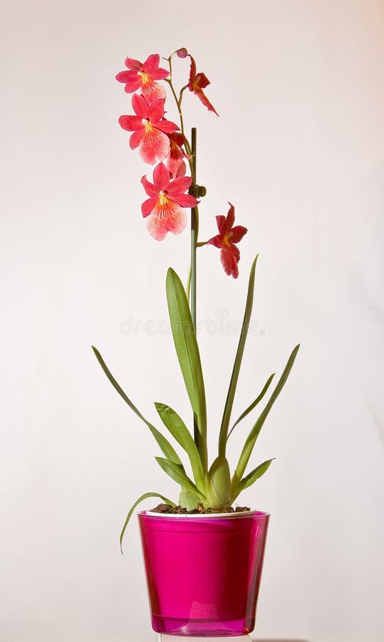 Orquídea vermelha selvagem foto de stock. Imagem de haste - 18565096