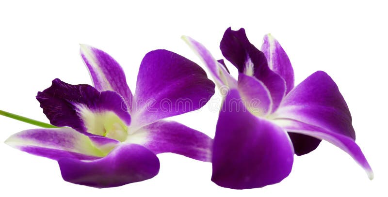 Orquídea Violeta Aislada En El Fondo Blanco Imagen de archivo - Imagen de regalo, flor: 48443673 Orquídea Violeta Aislada En El Fondo Blanco Imagen de archivo - Imagen de regalo, flor: 48443673