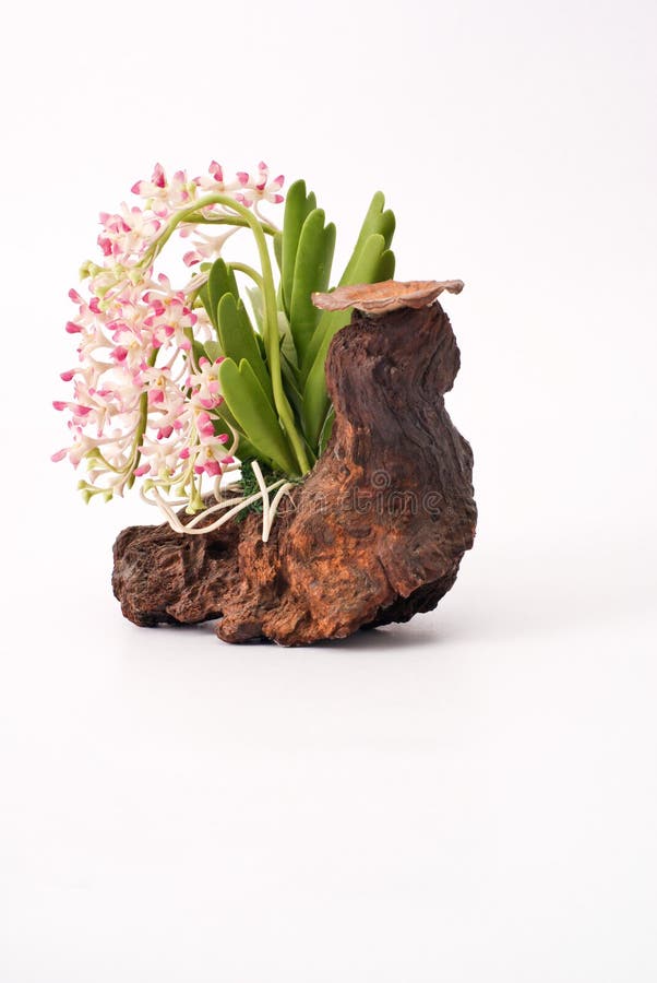 Orquídea y madera foto de archivo. Imagen de blanco, madera - 8734036