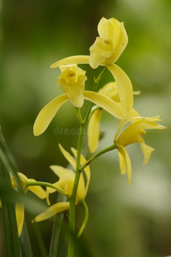 Orquídeas à terra amarelas imagem de stock. Imagem de jardim - 81894957