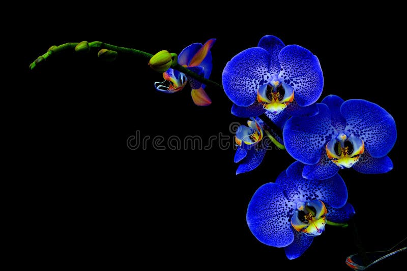 Orquídeas Azul Marino Del Phalaenopsis Con El Fondo Negro Foto de archivo -  Imagen de pétalos, flor: 201860728