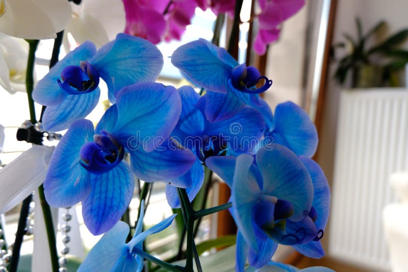Orquídeas Azules Y Blancas Y Otras Plantas De La Tienda Del Jardín Varias  Orquídeas a La Venta En La Tienda Imagen de archivo - Imagen de flores,  agricultura: 164990113
