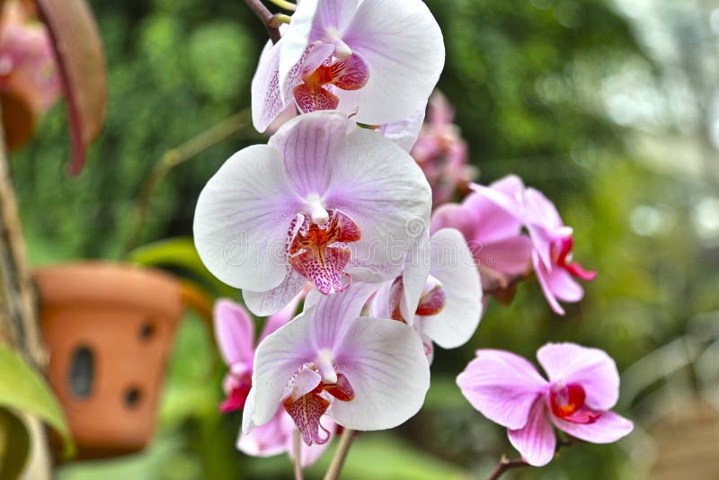Orquídeas Blancas Del Phalaenopsis Con Un Centro Rosado Foto de archivo -  Imagen de tropical, flor: 152781868