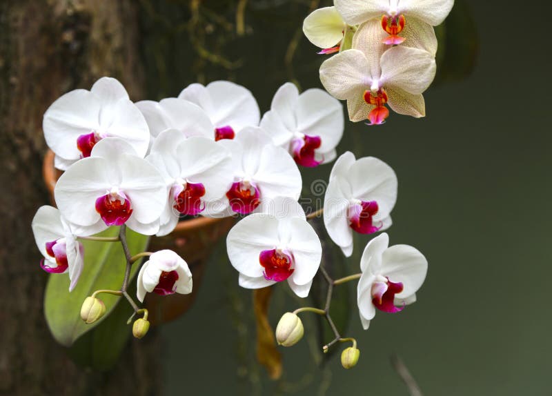 Orquídeas Blancas Del Phalaenopsis Con Un Centro Rosado Imagen de archivo -  Imagen de rosa, plantas: 152781967