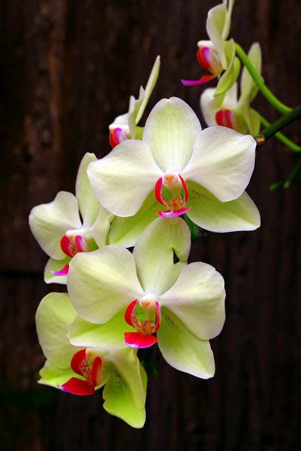 Orquídeas Blancas Y Verdes Claras Del Phalaenopsis Imagen de archivo -  Imagen de travieso, resorte: 82709913