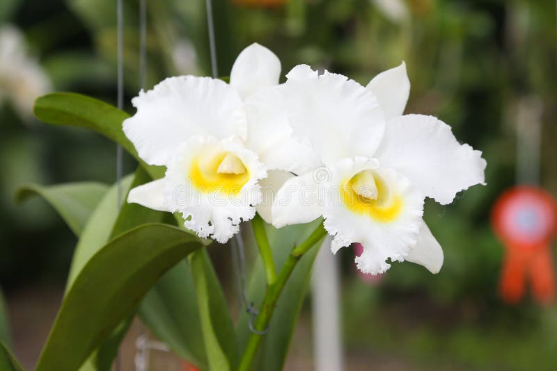 Orquídeas Brancas Do Cattleya Imagem de Stock - Imagem de planta,  wilderness: 99578715