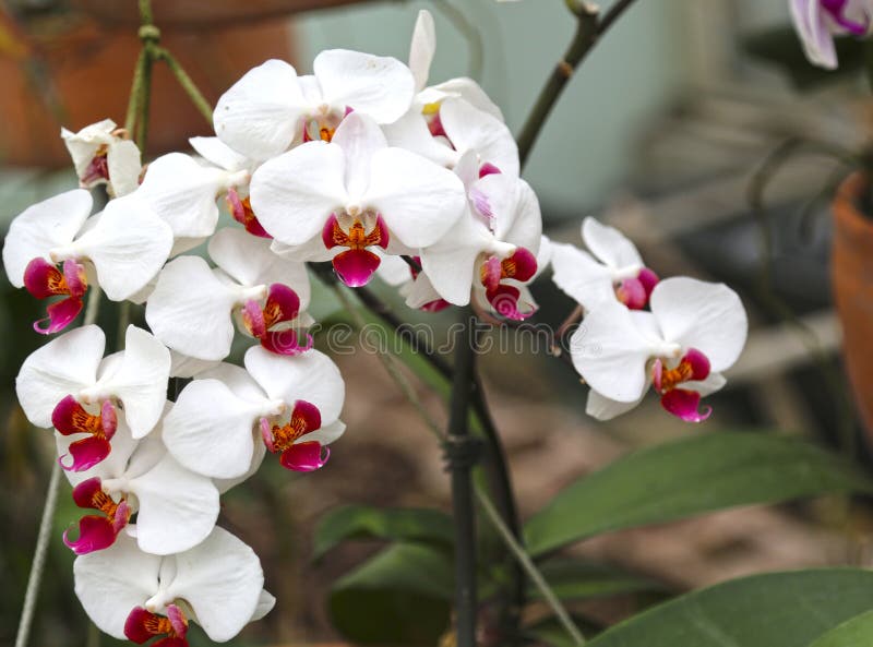 Orquídeas Brancas Do Phalaenopsis Com Um Meio Cor-de-rosa Imagem de Stock -  Imagem de exterior, vermelho: 152782213