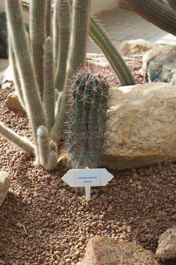 Orquídeas, Cactus Y Otras Flores En Tailandia Imagen de archivo - Imagen de  paisajes, cactos: 126956351