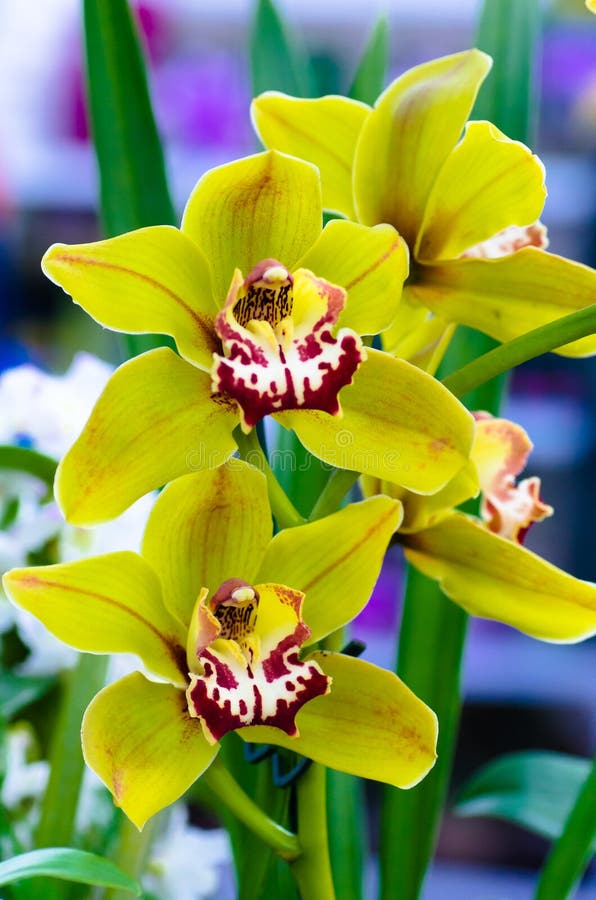 Orquídeas Coloridas De La India Foto de archivo - Imagen de flores, casero:  87302916
