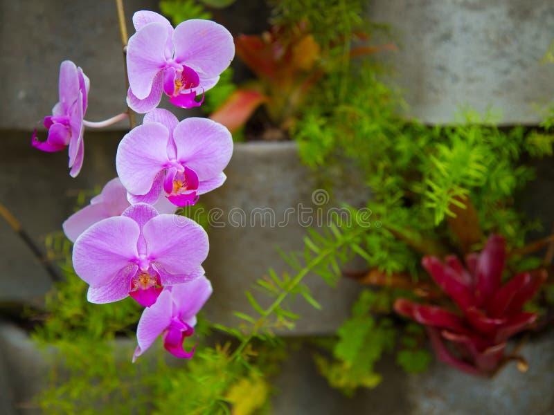 Orquídeas Cor-de-rosa E Roxas Em Um Jardim Vertical Foto de Stock - Imagem  de vertical, jardim: 93837606