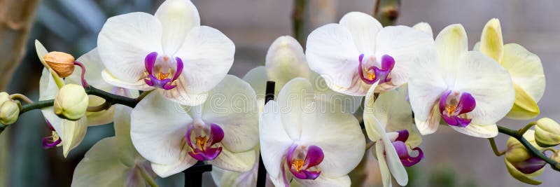 Orquídeas Da Boca Da Falaenopse Brancas E Cor-de-rosa. Panorâmica. Branco  De Pegatinas Foto de Stock - Imagem de nave, planta: 175111550