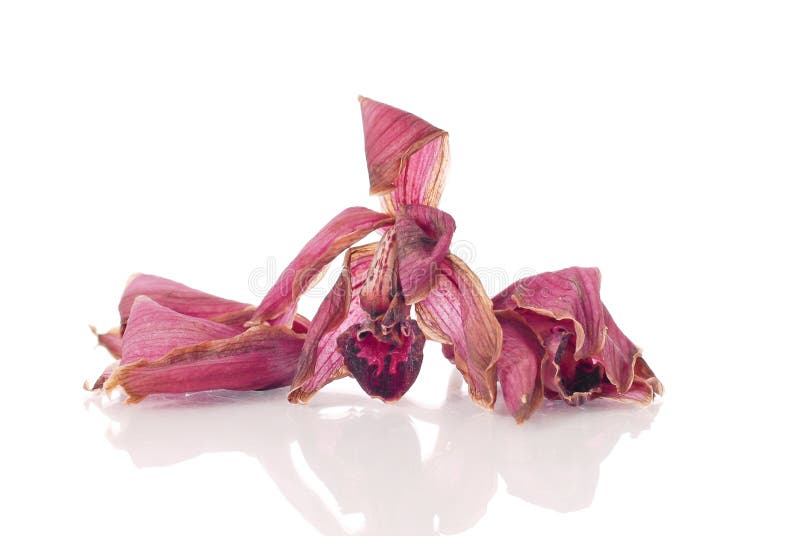 109 Orquídeas De Muerte Fotos de stock - Fotos libres de regalías de  Dreamstime