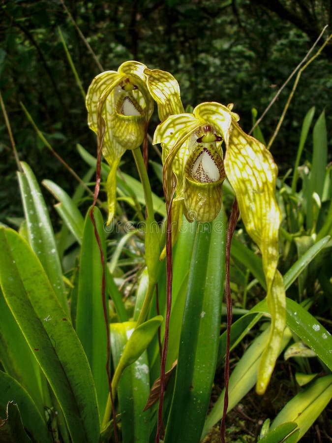 Orquídeas En Las Montañas Cerca De Machu Picchu, Perú Imagen de archivo -  Imagen de alrededor, clases: 84931071