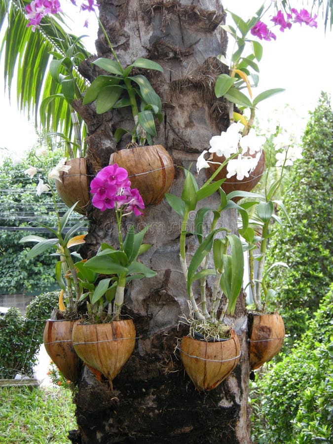 212 Orquídeas En Tronco De árbol Fotos de stock - Fotos libres de regalías  de Dreamstime