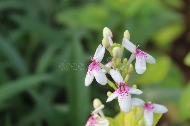 Orquídeas Epidendrum Estão Entre As Formas Mais Comuns E Inusitadas Das  Flores. Pequenas Flores De Orquídea Foto de Stock - Imagem de botânica,  jardim: 194840164