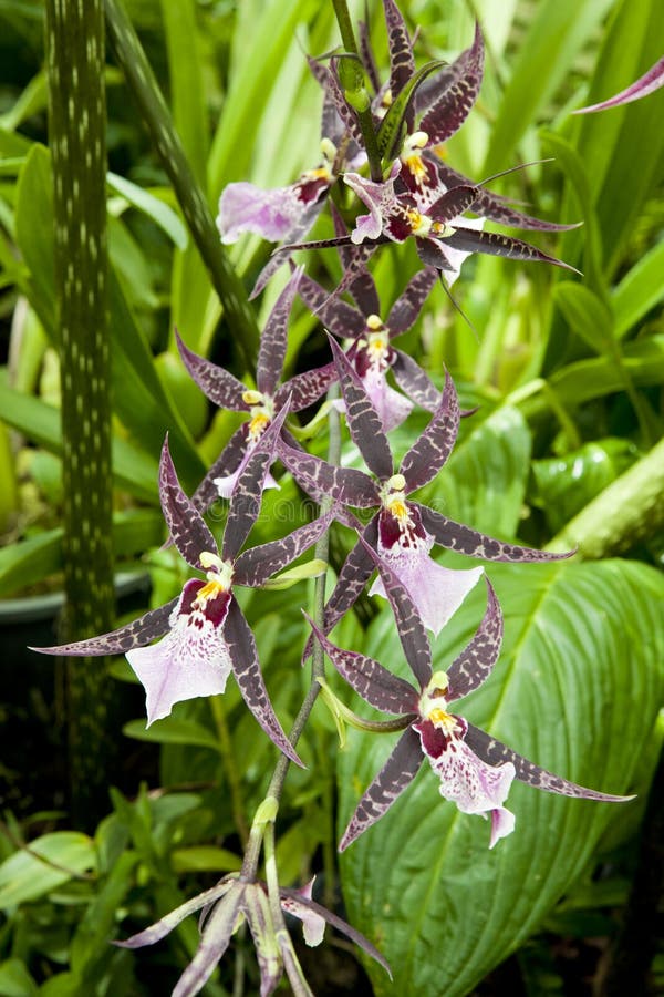 Orquídeas Exóticas Plantadas Imagen de archivo - Imagen de hoja,  crecimiento: 227154323