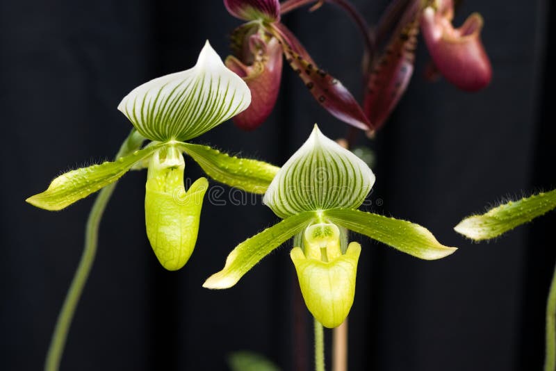 Orquídeas: Orquídeas Verdes Do Deslizador Ou Do Jarro De Senhora Foto de  Stock - Imagem de nave, senhora: 87562848