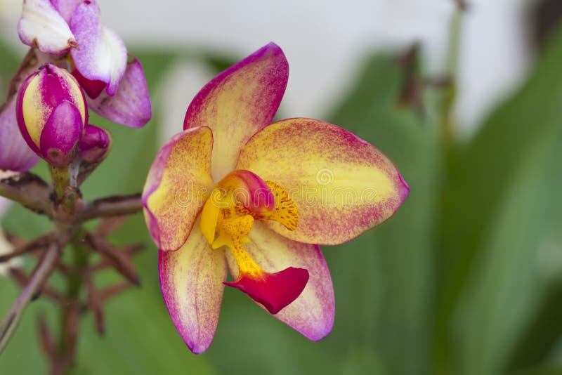 Orquídea roxa-do-mato-roxo foto de stock. Imagem de planta - 173187954