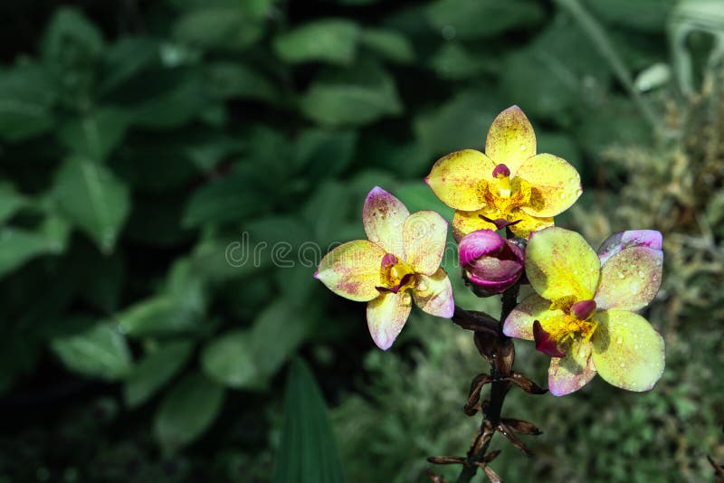 Orquídea roxa-do-mato-roxo foto de stock. Imagem de planta - 173187954