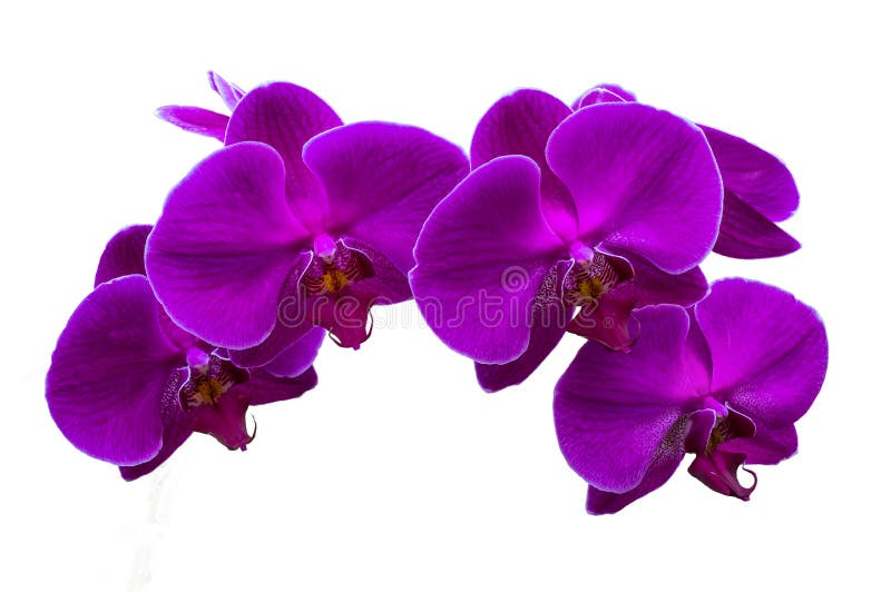 Orquídeas roxas isoladas imagem de stock. Imagem de elegante - 35606625