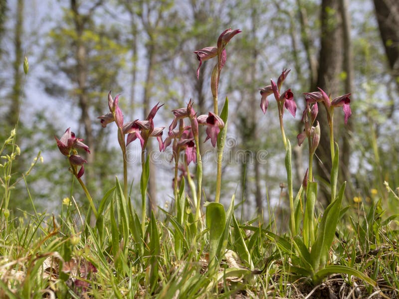 La Orquídea De La Lengua O La Hoja Ancha De La Señora De La Palma De Color  Rojo Oscuro Hoja Foto de archivo - Imagen de fresco, vida: 220552386