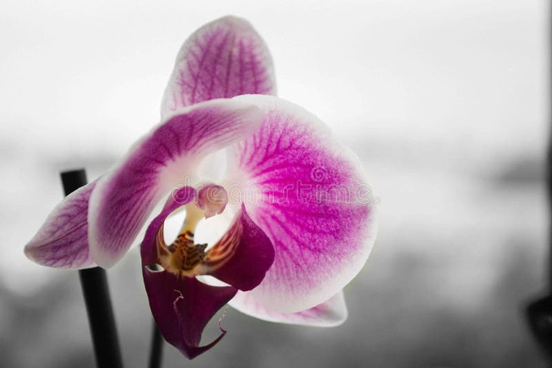 Orquídea imagens de stock royalty free Orquídea imagens de stock royalty free