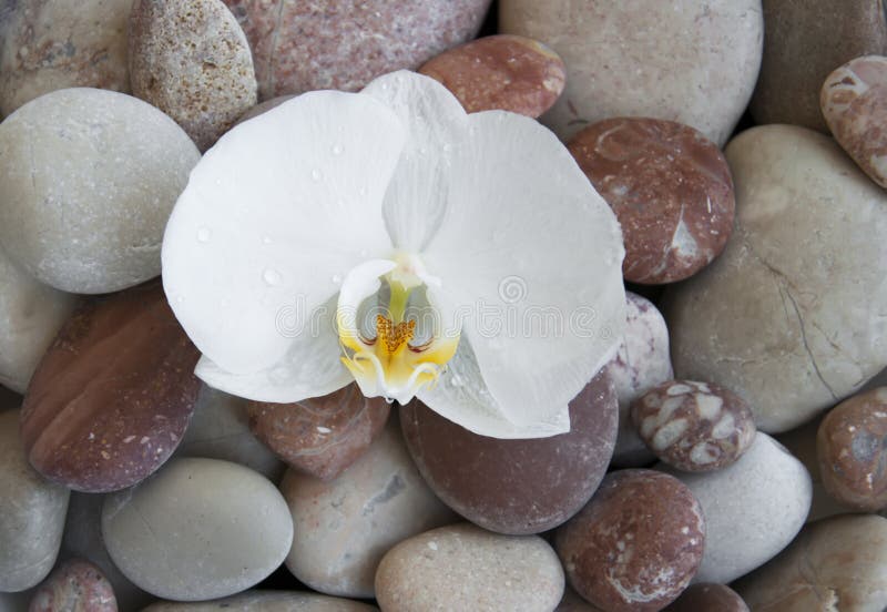 Orquídea blanca en piedras de una playa fotos de archivo Orquídea blanca en piedras de una playa fotos de archivo