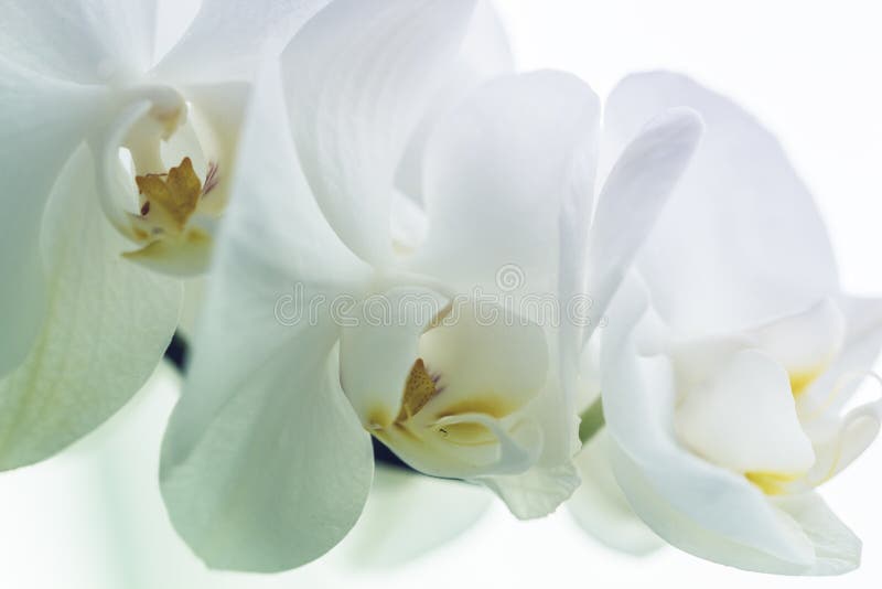 Orquídea blanca hermosa, cierre para arriba fotos de archivo libres de regalías Orquídea blanca hermosa, cierre para arriba fotos de archivo libres de regalías