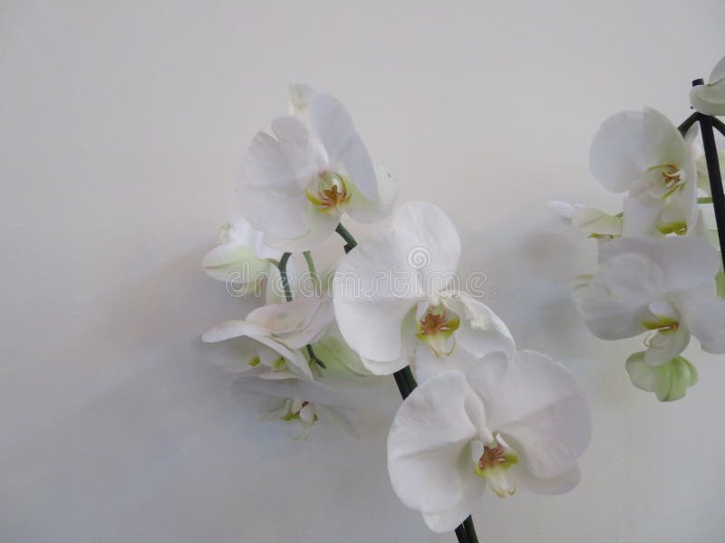 Orquídea bonita em uma cor incrível e da grande beleza fotografia de stock royalty free Orquídea bonita em uma cor incrível e da grande beleza fotografia de stock royalty free