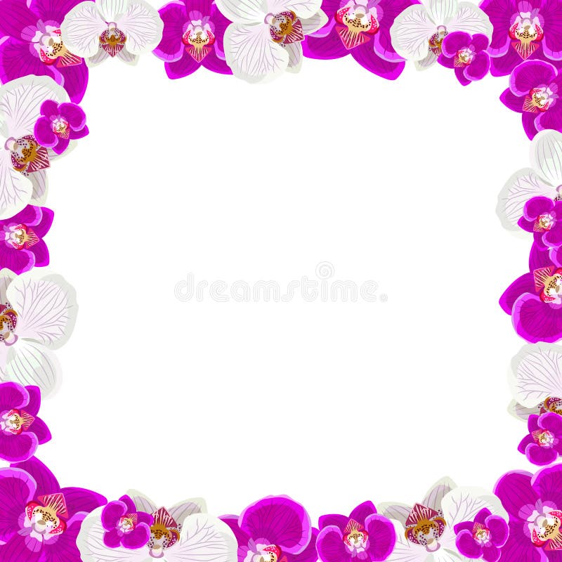 A orquídea bonita floresce o quadro no branco ilustração do vetor A orquídea bonita floresce o quadro no branco ilustração do vetor