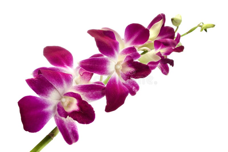 Orquídea cor-de-rosa foto de stock royalty free Orquídea cor-de-rosa foto de stock royalty free