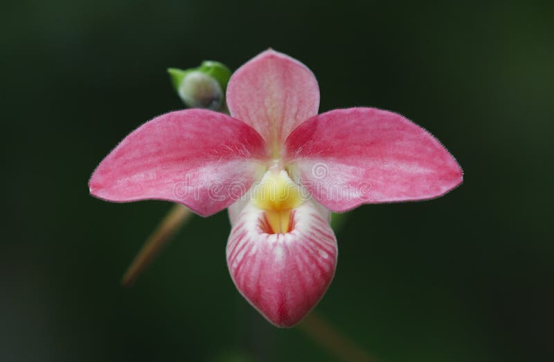 Orquídea cor-de-rosa fotografia de stock Orquídea cor-de-rosa fotografia de stock